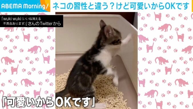 「隠したいけど隠せない」 用を足した後“砂かけ”できない子猫の独特ムーブに注目！ でも可愛いからOK？ 1枚目