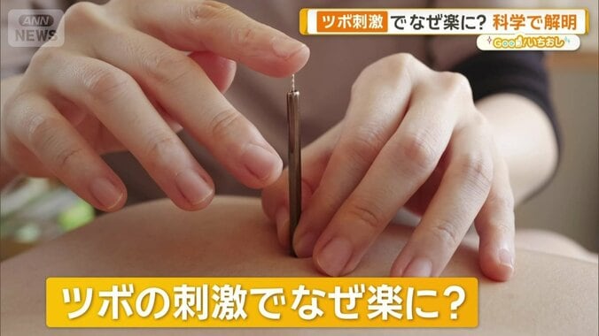 ツボ押しでなぜ痛みが和らぐ？足三里に科学的根拠　鍼灸の3つの仕組み　東洋医学解明 1枚目