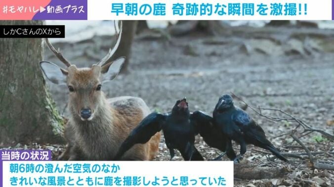 シカ