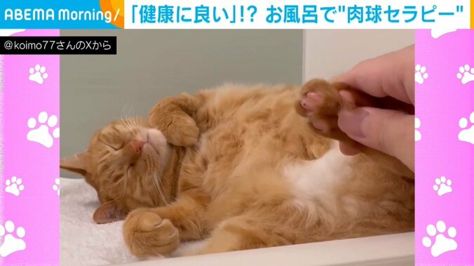 保護猫のこいもちゃん（8歳）