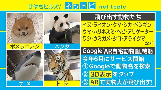 ペット禁止の部屋でも飼える！ リアルな動物が出現するGoogle検索のAR機能が話題 2枚目