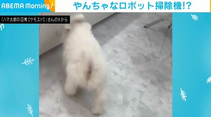 サモエドのハマ太郎