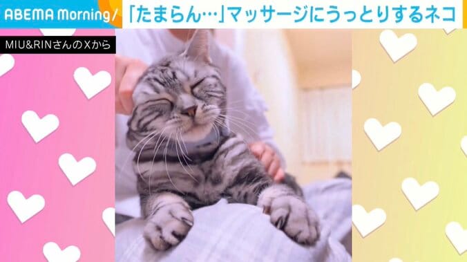 アメリカンショートヘアのりんくん