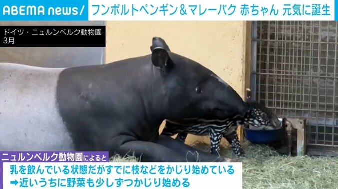 マレーバクの赤ちゃん