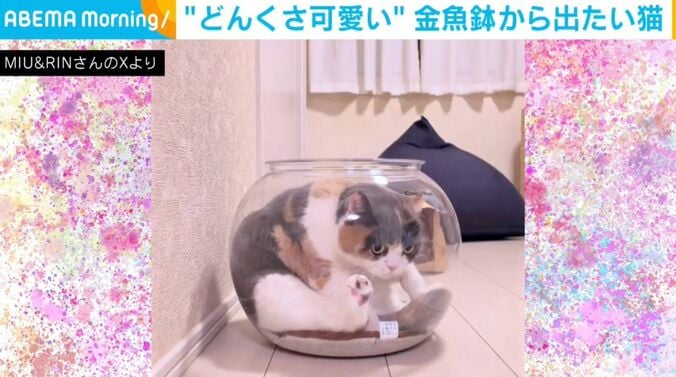 ブリティッシュショートヘアのみゅーちゃん