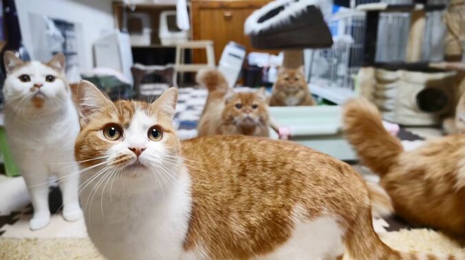 2階建て猫マンション？「満室ですニャ」　マンチカンズの可愛い成長ヒストリーが放送決定 3枚目