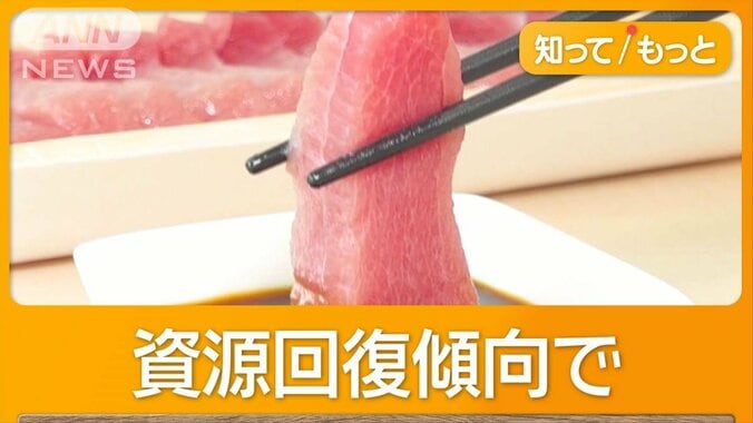 日本のクロマグロ漁獲枠3年ぶり拡大　大型は1.5倍　「海のダイヤ」安くなる？ 1枚目