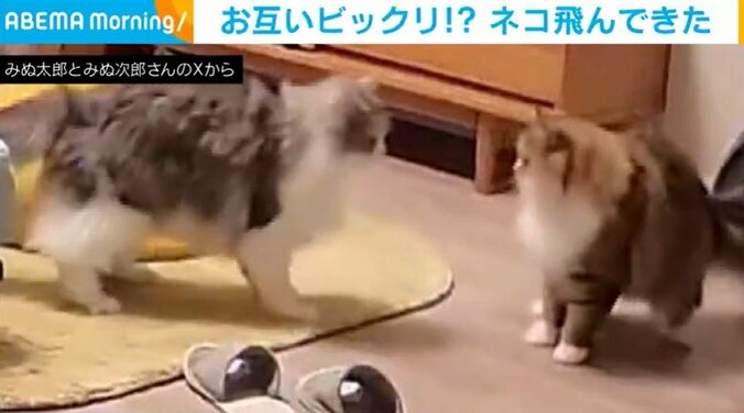 ミヌエットのみぬ太郎くん（3歳）とみぬ次郎くん（3歳）