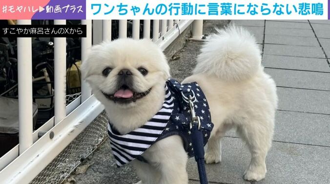 ペキニーズのすこやか麻呂くん（2歳）
