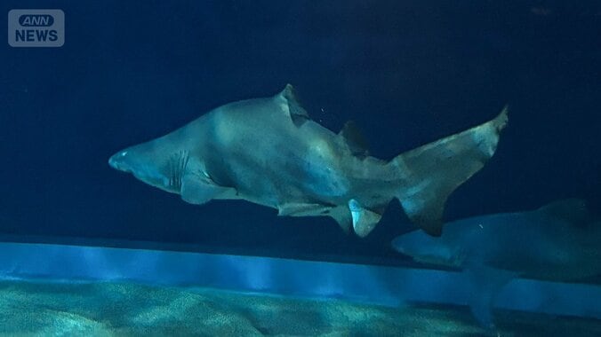 【サメの見分け方】アクアワールド茨城県大洗水族館にいるサメ｢シロワニ｣を見分けよう 8枚目