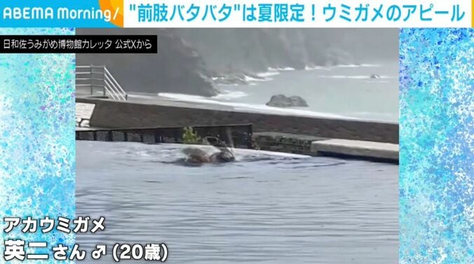ウミガメ