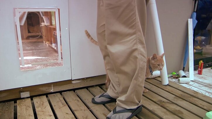 「前の猫は一体…？」長野・安曇野の猫が大集合　美しい風景＆猫にまったり癒されるにゃ