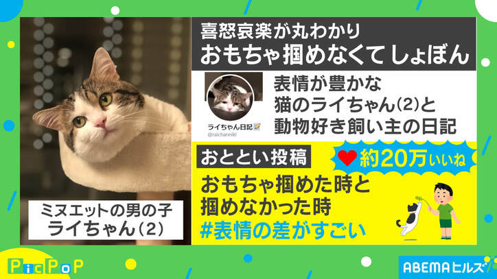 表情の差がすごい！ 喜怒哀楽が丸わかりな猫、飼い主を取材「性格はマイペース」