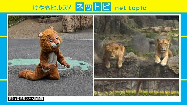 愛媛・とべ動物園の動物脱出対策訓練が国内外で話題に「奥で見てるリアルライオンの顔！」