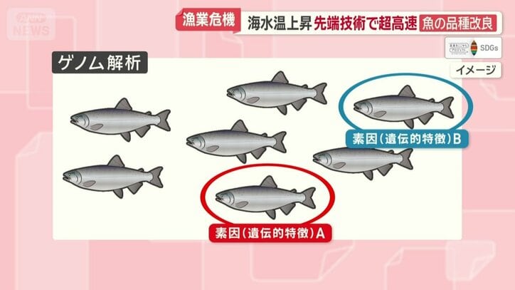 高温に強い特性を持ったギンザケを生み出す