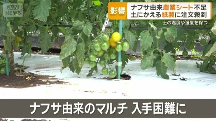 ナフサ由来のマルチが入手困難に