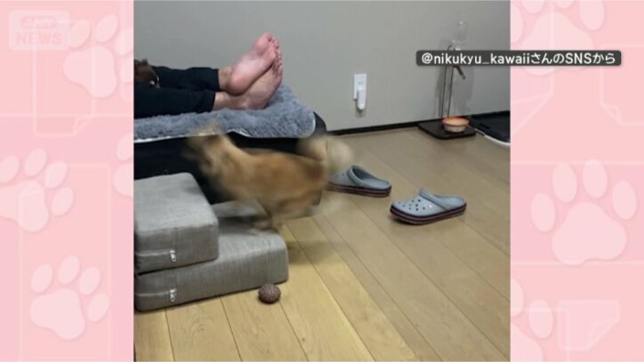 あがれたワン！