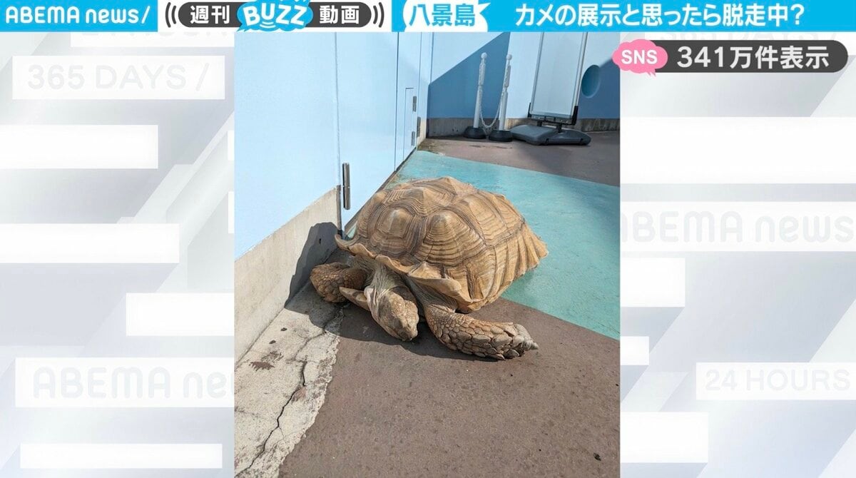 大きなカメが園内を散歩→飼育員に台車で運ばれる様子が「連行されてて