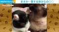 “頭ぺろぺろ”はにゃんだったの…？ 態度が豹変した妹の「耳ガブ＆パンチ」に呆然とする兄ネコが話題