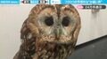 飼い主「ホーホーって鳴くと思うじゃないですか?」←フクロウの予想外な“か弱い声”に「カワイイ猫ですね」「ピコピコサンダル?w」と反響