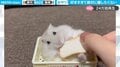“食パン”を絶対に離さないハムスターvs飼い主 戦いで見せた"激かわリアクション"に「渡すもんか!感がたまらない」の声