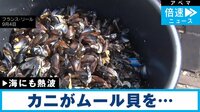 【駆除の瞬間】「ムール貝」を捕食するクモガニを…
