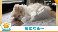 品定めですか？」カーペットの”品質表示“を見つめる猫 真剣な表情が話題 