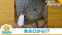 【映像】魚の口から顔を覗かせるいたずら猫
