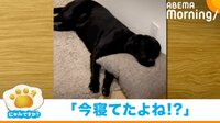 【映像】「瞬間移動?」爆睡中の犬→冷蔵庫の音がすると秒で真横に