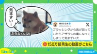 【映像】やきもち?心配? 複雑な表情で飼い主をチラ見する柴犬に「メチャメチャ気にしてる」「こっち見てるの可愛い」の声