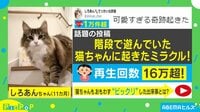 【映像】階段でボール遊びをする猫に起きた“珍事”
