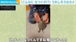 亀が飼い主めがけて猛ダッシュ ほっぺたをツンツンかまってアピールも 兄弟のような関係に視聴者ほっこり