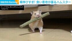 「頬袋突き破ってませんか?!」食い意地張って“棒状のおやつ”を頬張るハムスターの映像が100万回再生