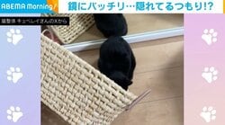 隠れているつもり!? 生後4カ月半の猫が“かくれんぼ”する姿に飼い主ほっこり