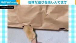 米袋の穴からちょこっと足を出す猫 飼い主と“地味”な遊びを楽しむ様子が話題