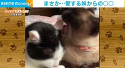 “頭ぺろぺろ”はにゃんだったの…？ 態度が豹変した妹の「耳ガブ＆パンチ」に呆然とする兄ネコが話題