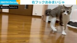 「何勝手に撮ってんだ～」 キュートな子猫が見せた“やんのかステップ”からの一撃が話題