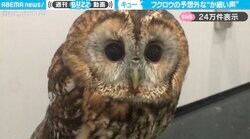 飼い主「ホーホーって鳴くと思うじゃないですか？」←フクロウの予想外な“か弱い声”に「カワイイ猫ですね」「ピコピコサンダル？ｗ」と反響