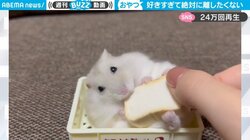 “食パン”を絶対に離さないハムスターvs飼い主 戦いで見せた"激かわリアクション"に「渡すもんか！感がたまらない」の声