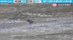 「そんなとこ歩くの？」波打つ湖の水面を“悠々”と歩く鳥に「これはすごい！」「忍者みたいでカッコいい」と驚きの声