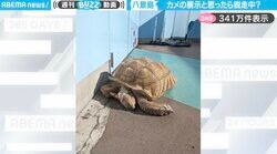 大きなカメが園内を散歩→飼育員に台車で運ばれる様子が「連行されてて面白いw」「新たなトレンド、脱走展示」と話題
