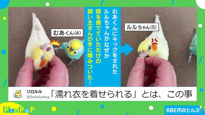 飼い主は“濡れ衣”！？セキセイインコがオカメインコにキックした後…一連の出来事に「完全なる冤罪ｗ」「鳥って蹴るんだ（笑）」と話題沸騰 1枚目