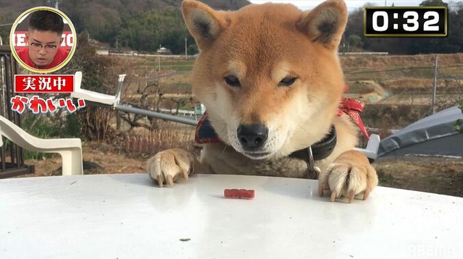 数原龍友、動物実況に挑戦するもただの飼い主目線に「美味しいか？」「かわいい…」 1枚目