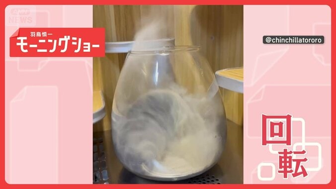 謎行動　砂の中で…豪快に回転　砂をまき散らすチンチラさん　なぜ激しく砂浴びする？ 1枚目