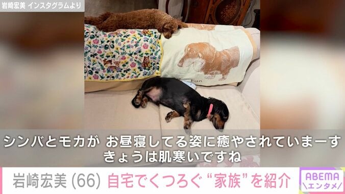 【写真・画像】岩崎宏美（66）、広々リビングの巨大ソファでくつろぐ愛犬たちの姿に反響「癒やされます」　2枚目