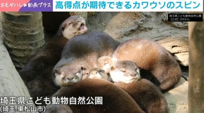 コツメカワウソ