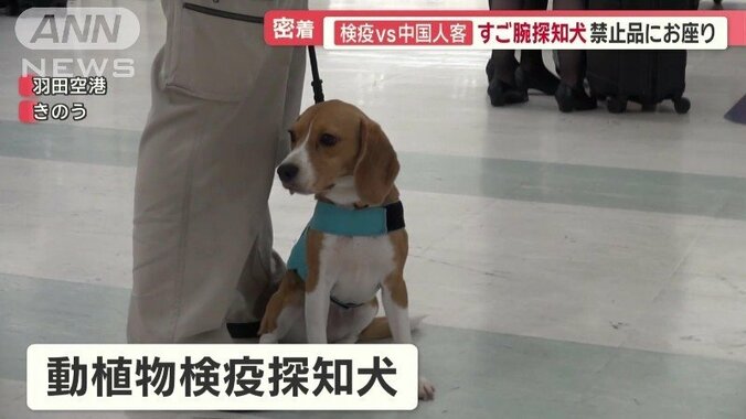 動植物検疫探知犬