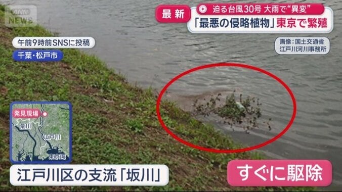 江戸川の支流「坂川」でも確認
