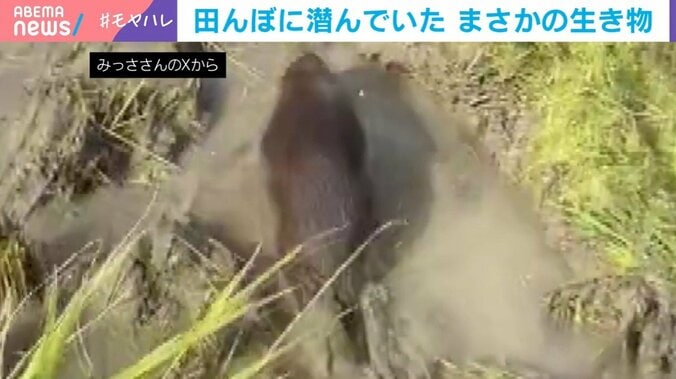田んぼから勢いよく飛び出すまさかの生き物