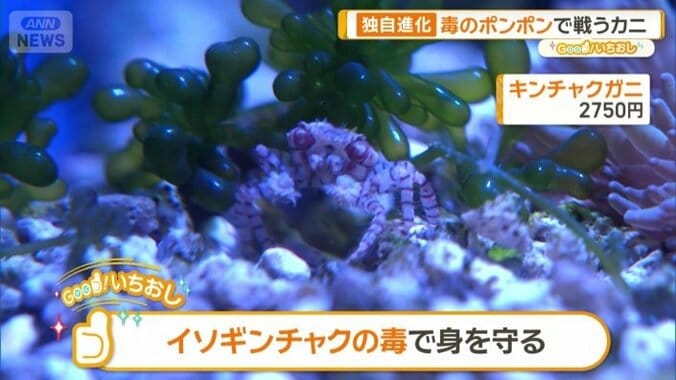 キンチャクガニ